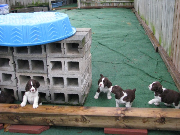 Back Yard Pups